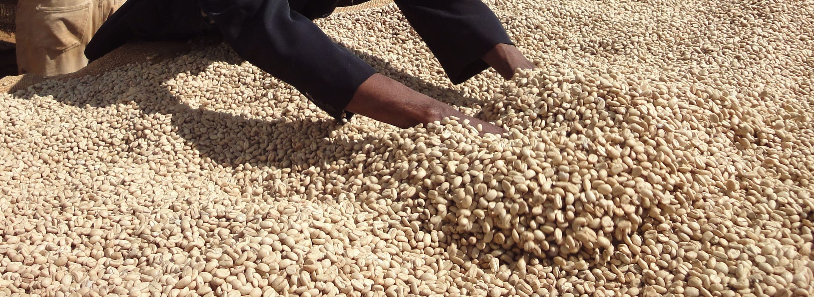 Parchment coffee raked out to dry on a drying patio