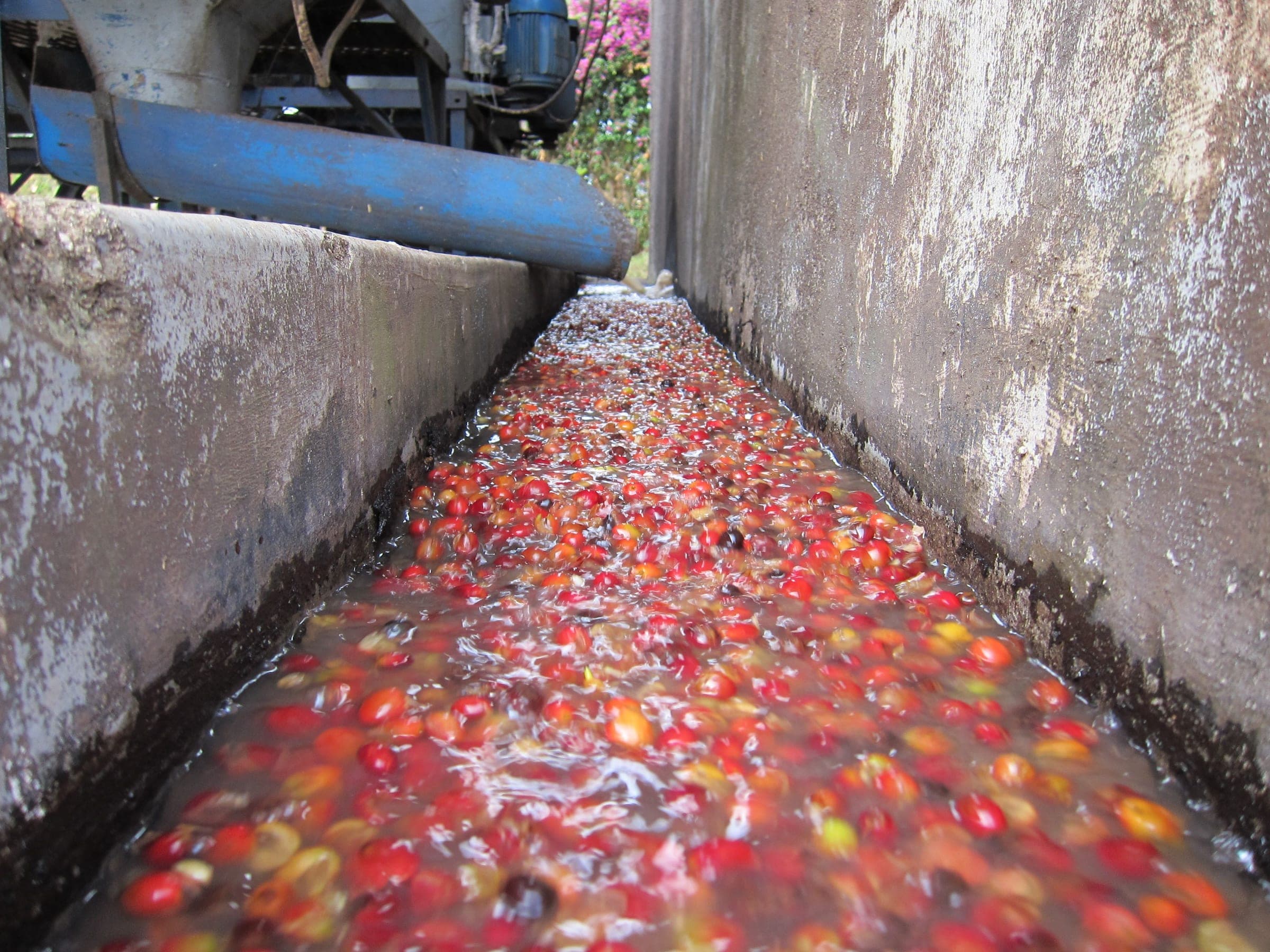 Coffee cherries moving down a concrete washing channel